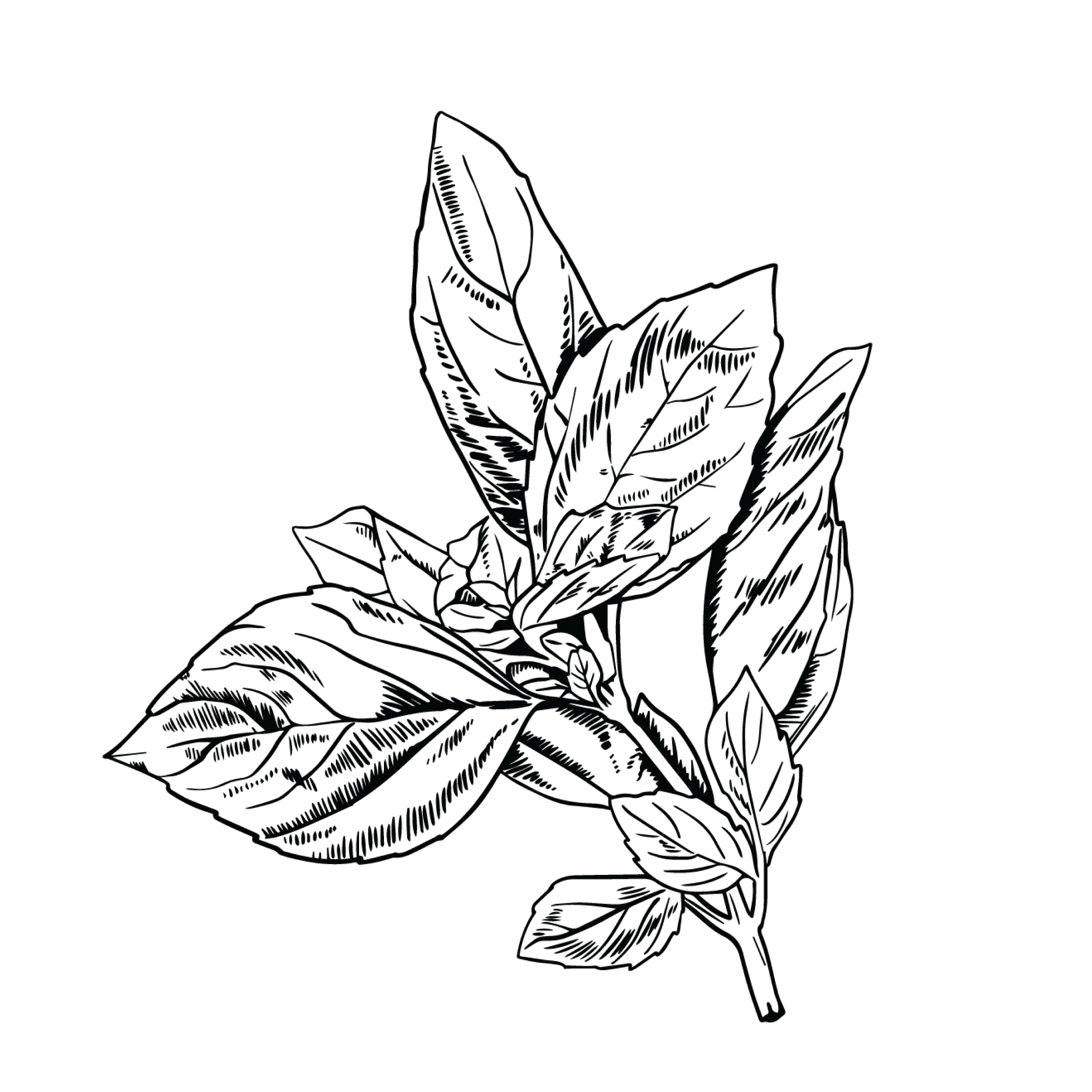 Five Saints Distilling