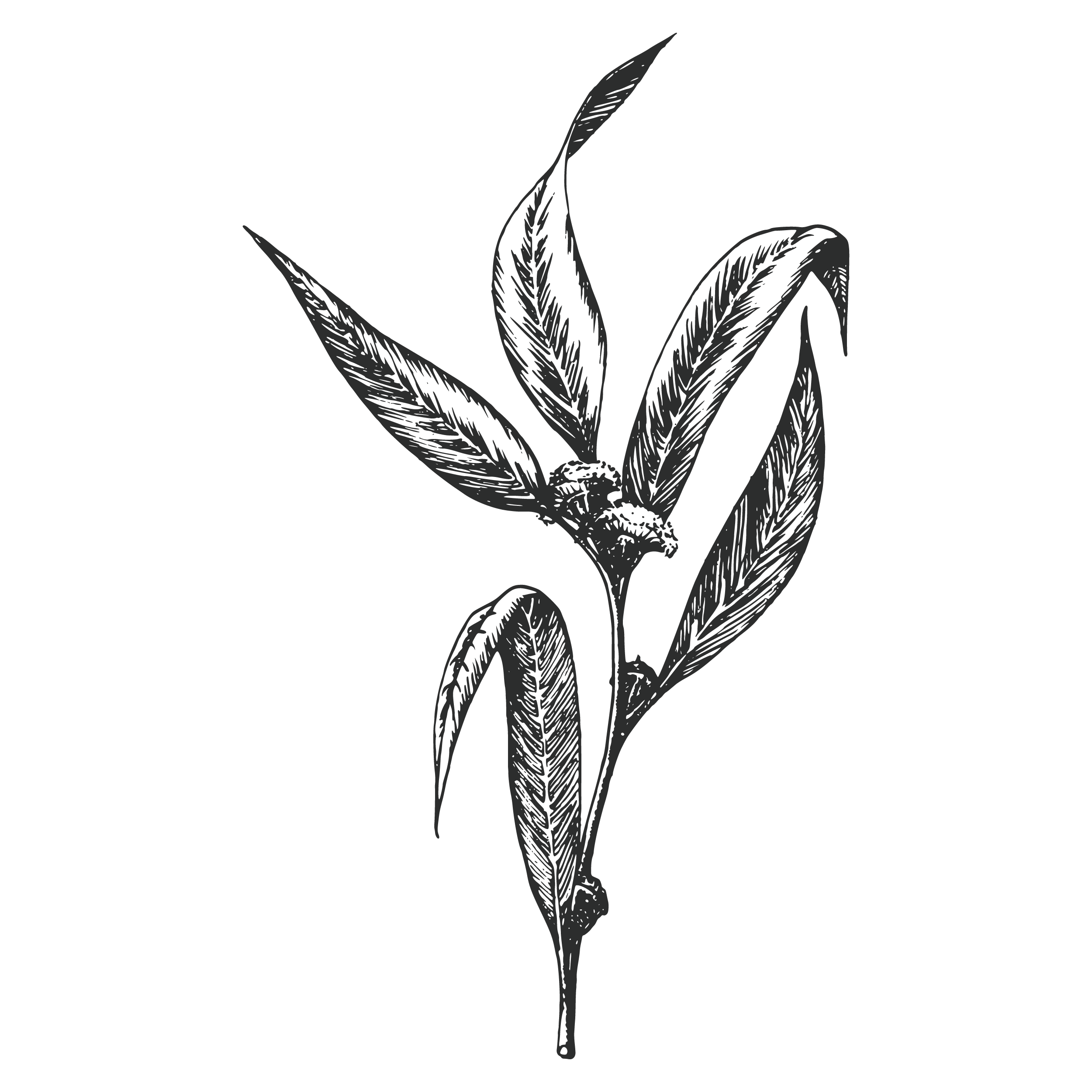 Five Saints Distilling