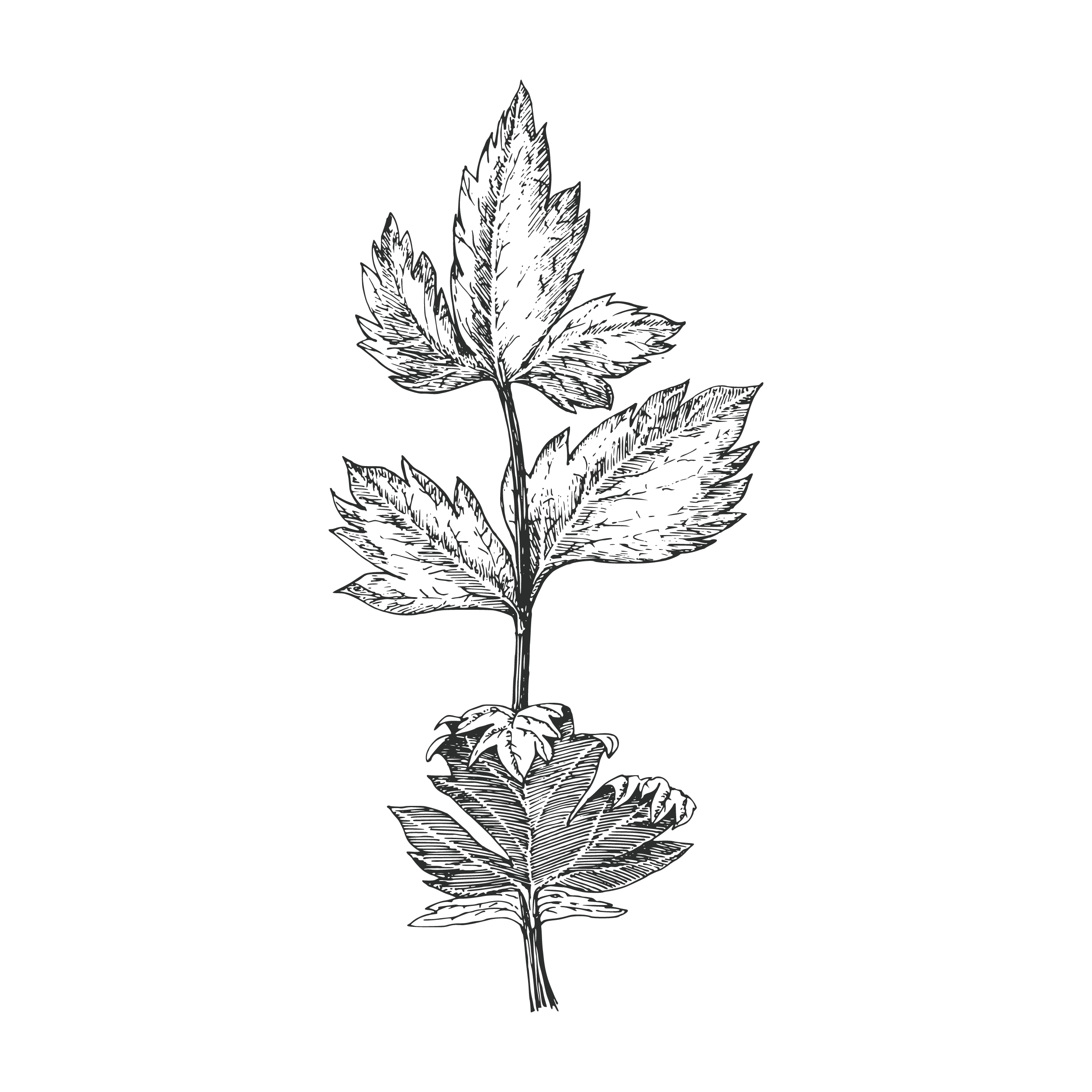 Five Saints Distilling